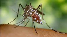 Aedes Aegypti mosquito